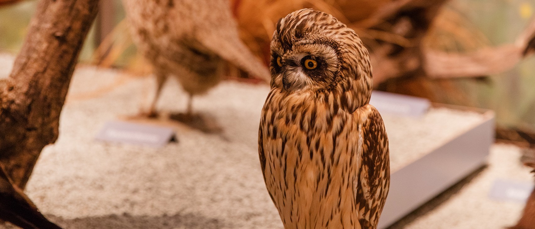 Das Foto zeigt das Tierpräparat &quot;Eule&quot; aus dem Diorama in der naturkundlichen Dauerausstellung.