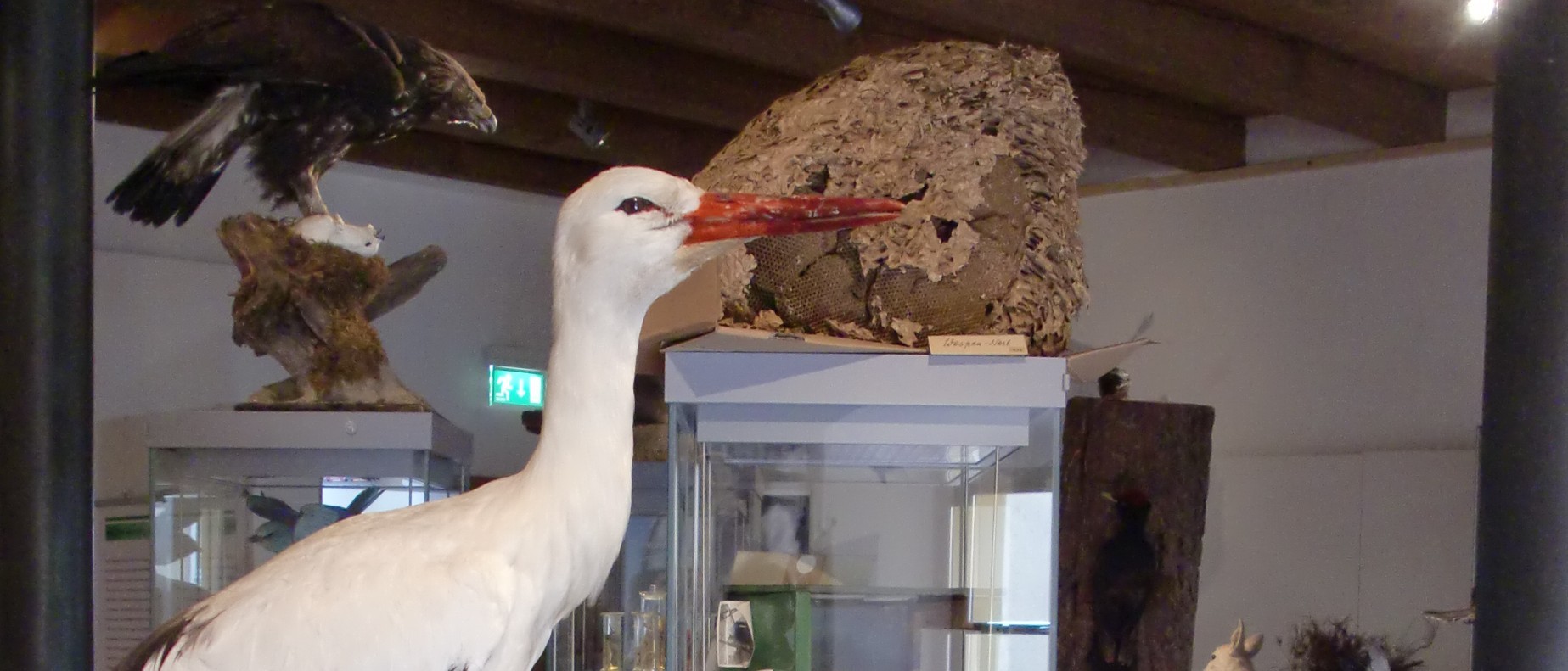 Das Foto zeigt einen Ausschnitt der Ausstellung &quot;Von einer Sammlung, die auszog, ein Museum zu werden&quot;. Es sind Tierpräparate zu sehen. Im Vordergrund ein Weißstorch, dahinter ein Wespennest.