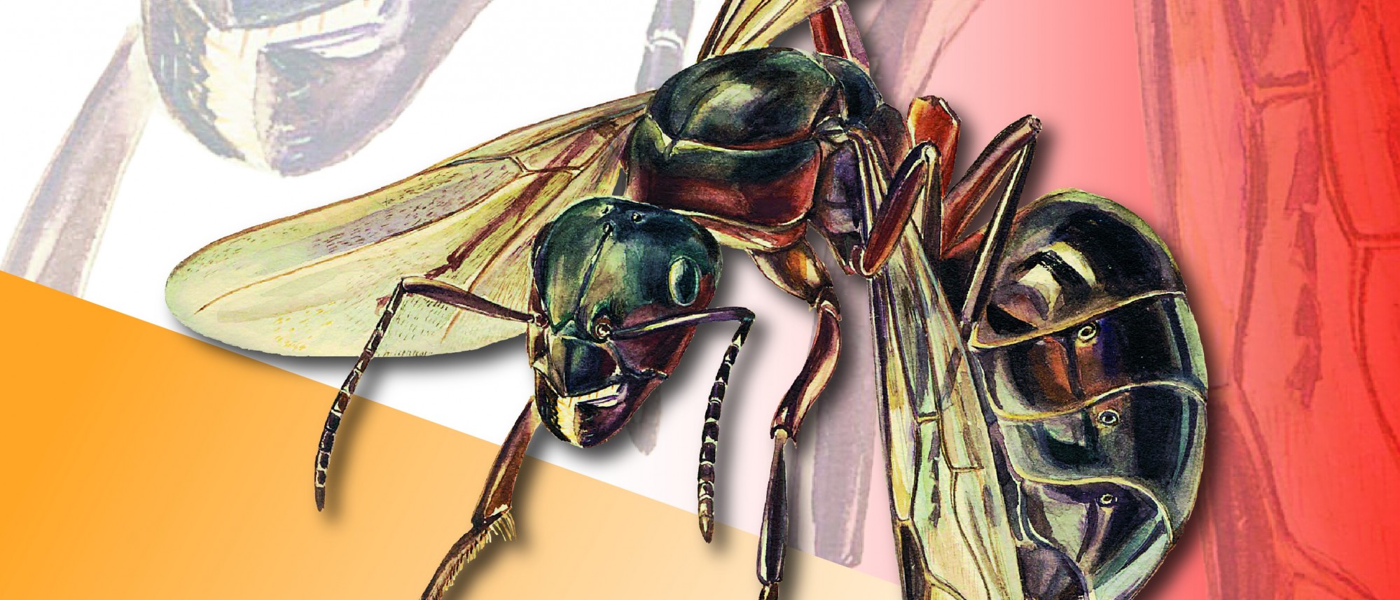 Das Bild zeigt einen Ausschnitt des Ausstellungsplakates &quot;Ameisen faszinierende Insekten&quot;. Eine gezeichnete Ameisenkönigin nach dem Hochzeitsflug reißt sich einen ihrer Flügel ab.